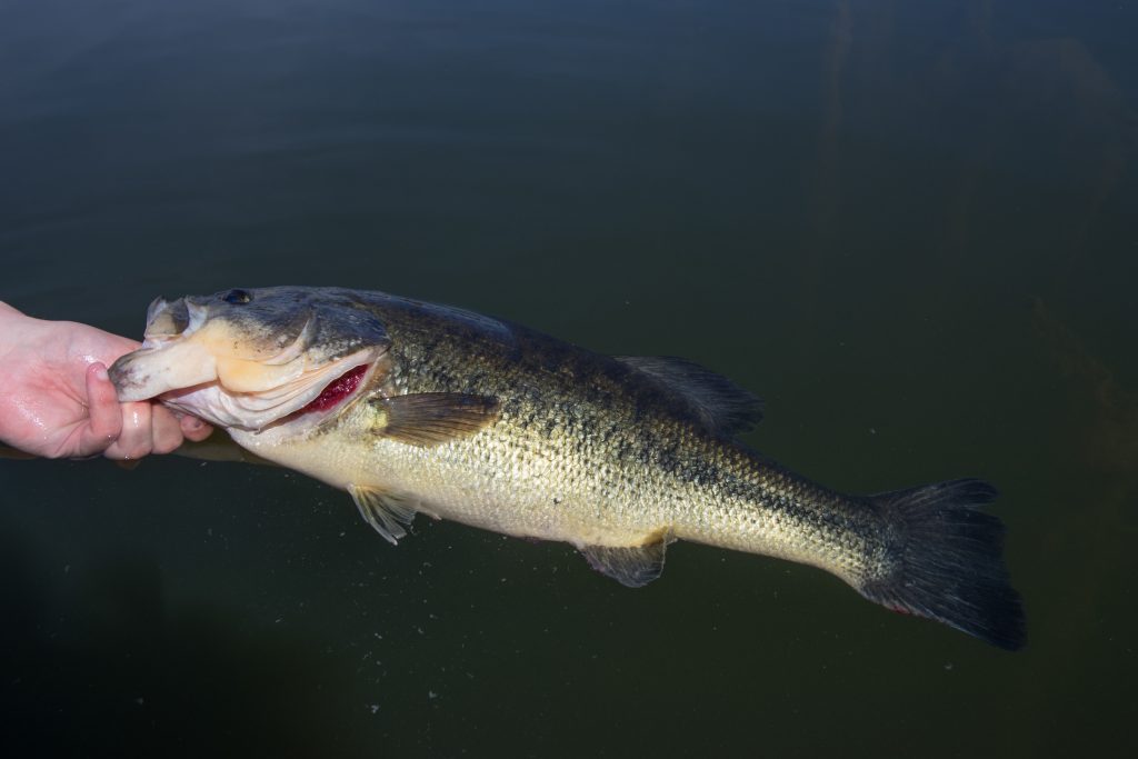 Großer Blackbass Orellana Extremadura